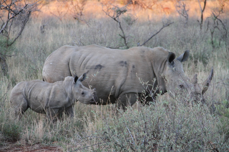 baby, nature, Pilanesberg, square-lipped, 5K, gray, vertebrate, herbivorous, wildlife, safari animals, domestic animals, grass, Endangered, south africa