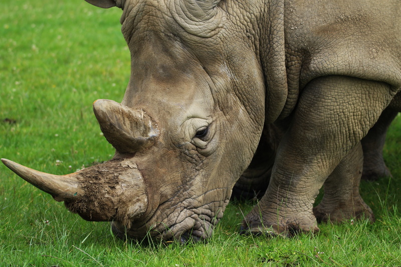 mammal, horned, safari Animals, grass, elephant, nature, large, animal themes, rhinoceros, rhino, no people, animal head, wildlife, protection, herbivore