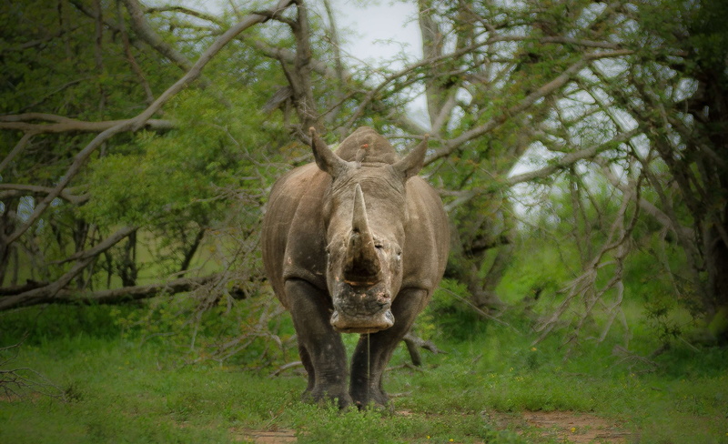 rhinoceros, outdoor, land, mammal, grass, nature, animal themes, vertebrate, animal wildlife, conservation, forest, plant, green color, gray, animal, green