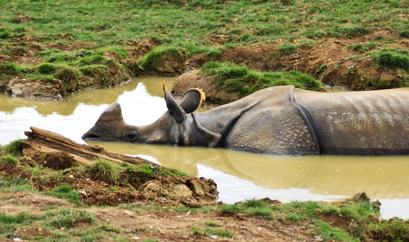 dirty, nature, animal, day, outdoors, grass, animal wildlife, grazing, strength, wildlife, vertebrate, huge, lake, plant, conservation, wild, water, powerful