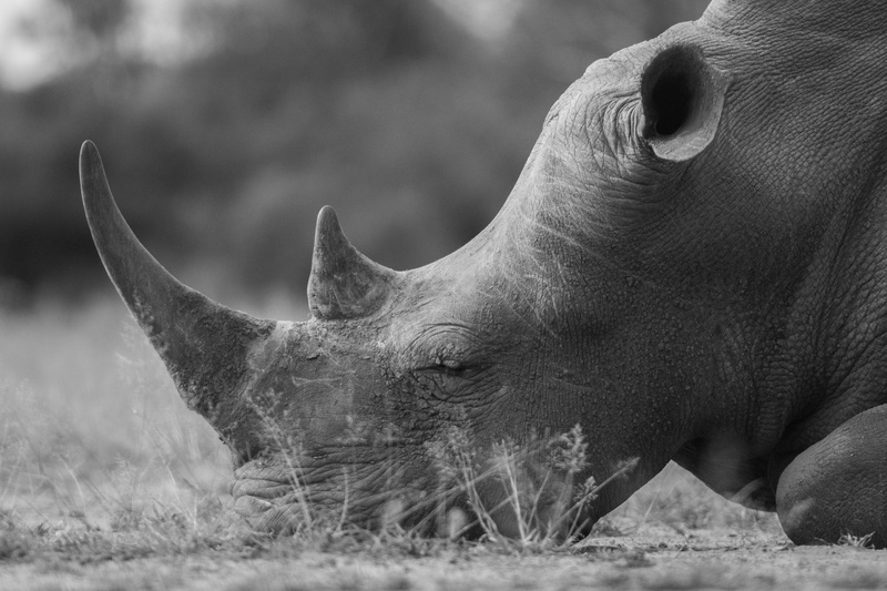 nature, 4K, swaziland, land, no people, domestic animals, close-up, mammal, one animal, vertebrate, animal, animal body part, focus on foreground, hlane national park