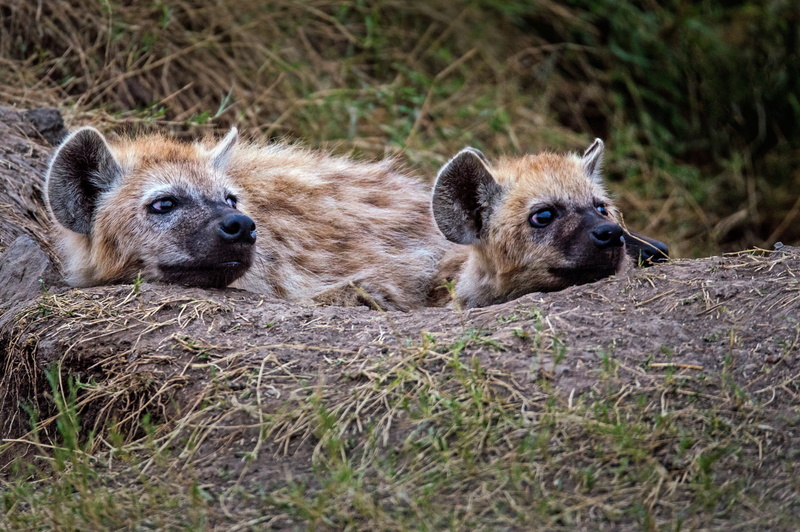 hog, no people, animal family, portrait, lying, pup, young animal, boar, two, group of animals, animal head, africa, two animals, animal wildlife, wildlife