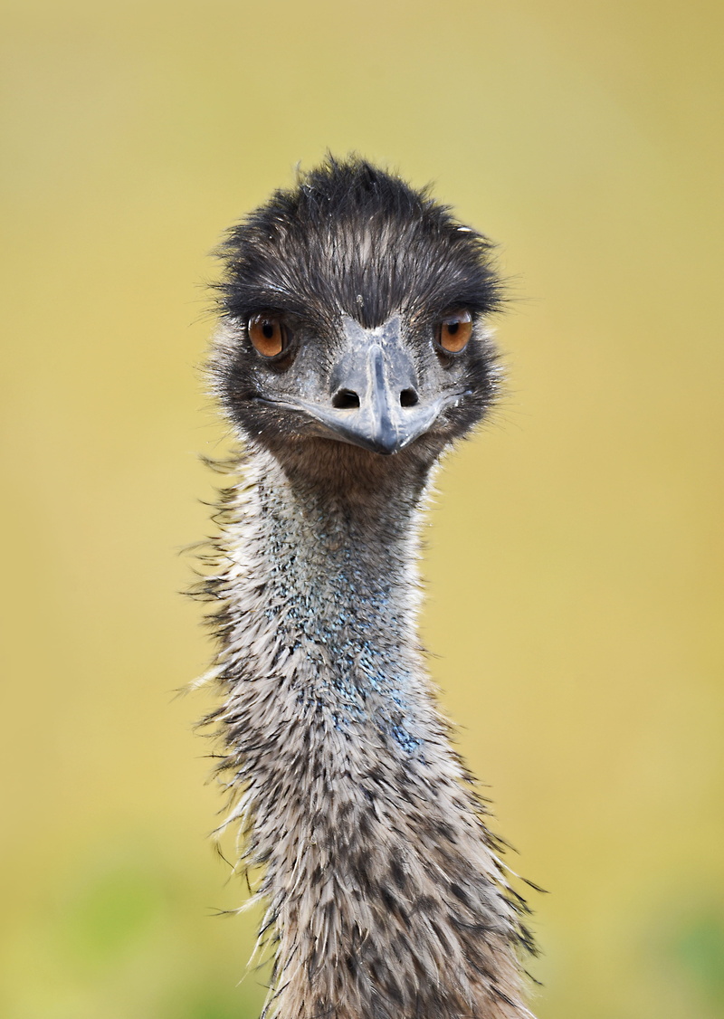 no people, biboohra, emu bird, outdoors, australia, animals in the wild, australian emu, ostrich, close-up, animal, animal eye, emu, 2K, one animal, looking at camera