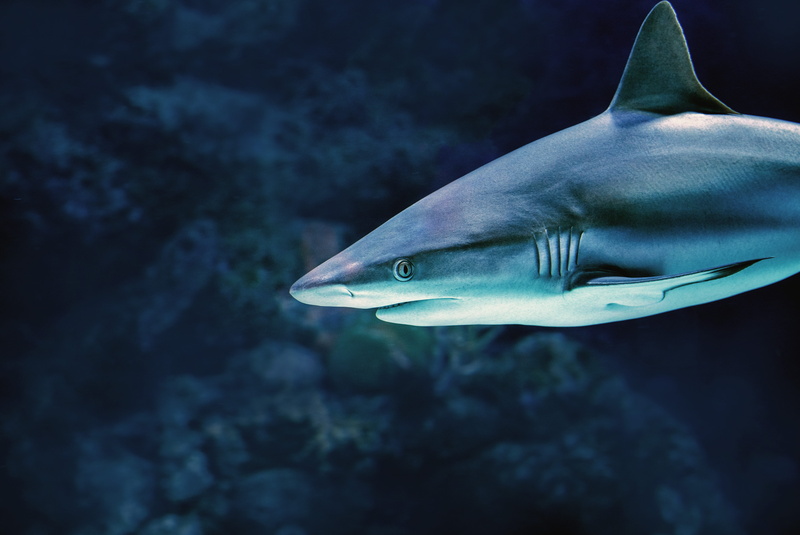 5K, underwater, eye, nature, blue, animals in the wild, gray reef shark, animal head, no people, animal, white, fish, aquarium, profile view, sea life