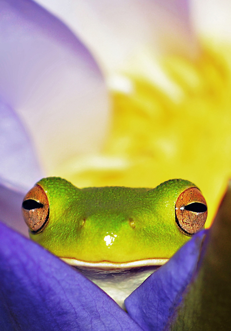 one animal, reptile, animal body part, animal eye, kilroy, close-up, cute, liroria infrafrenata, david clode, eye, cairns north, animal, animal wildlife