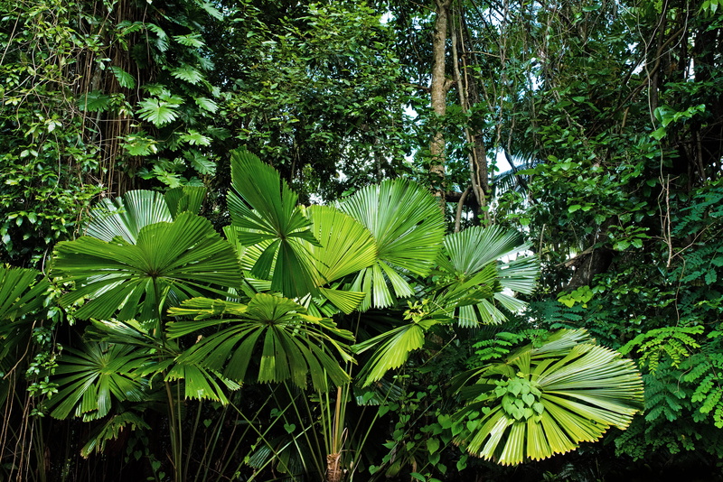 no people, foliage, growth, green color, rain forest, outdoors, beauty in nature, plant, rainforest, forest, fan palms, edge hill, tranquil scene, palms