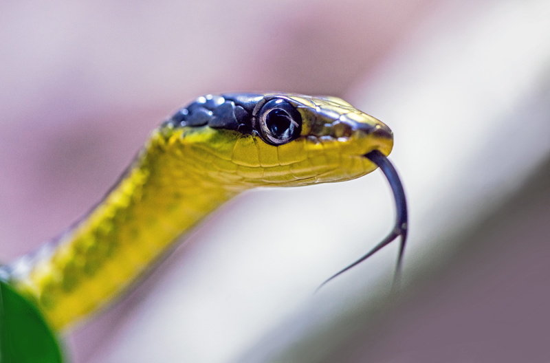animals in the wild, animal eye, animal wildlife, focus on foreground, close-up, vertebrate, eye, david clode, one animal, 4K, animal, animal body part