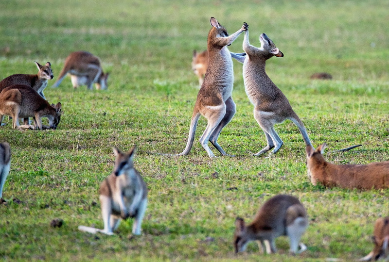 animal, australia, brown, animal themes, selective focus, nature, kangaroos, young animal, herbivorous, domestic animals, david clode, kangaroo, wallaby