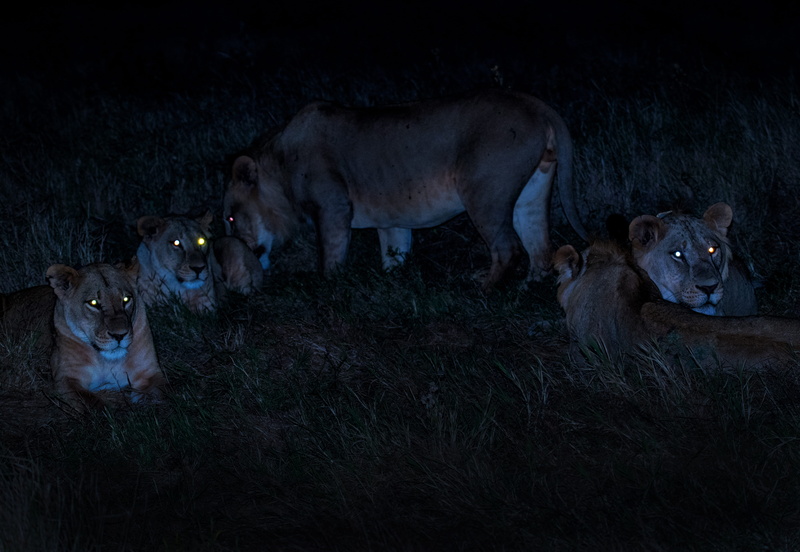 lion pride, carnivore, big cat, african safari, mammal, outdoors, safari Animals, lioness, kenya, 5K, hunt, female Animal, wildlife, lion - Feline, lion