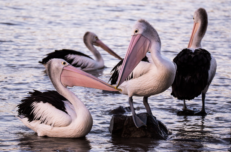 perch, bird, pink Color, rock, animal, australia, bokeh, group, pelicans, animals In The Wild, feather, australian pelican, beauty In Nature, animal Wing