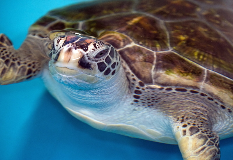 animal, shell, brown, swimming, one animal, 5K, water, david clode, undersea, animal wildlife, sea life, vertebrate, animals in the wild, animal themes