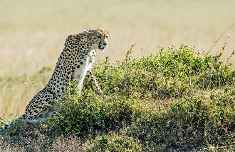 wild animal, plain, cheetah, undomesticated Cat, kenya, animals In The Wild, reserve, nature, cat, speedster, masai Mara National Reserve, extreme Terrain