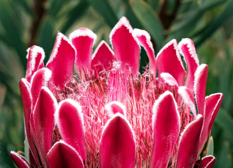 vegetation, geranium, springtime, pink, petaled, growth, beauty in nature, petal, selective, blossom, nature, australia, moss, daytime, protea, pink color