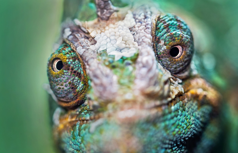 4K, animal themes, animals in the wild, brown, animal eye, animal wildlife, animal body part, lizard, animal head, chameleon, animal scale, green, vertebrate