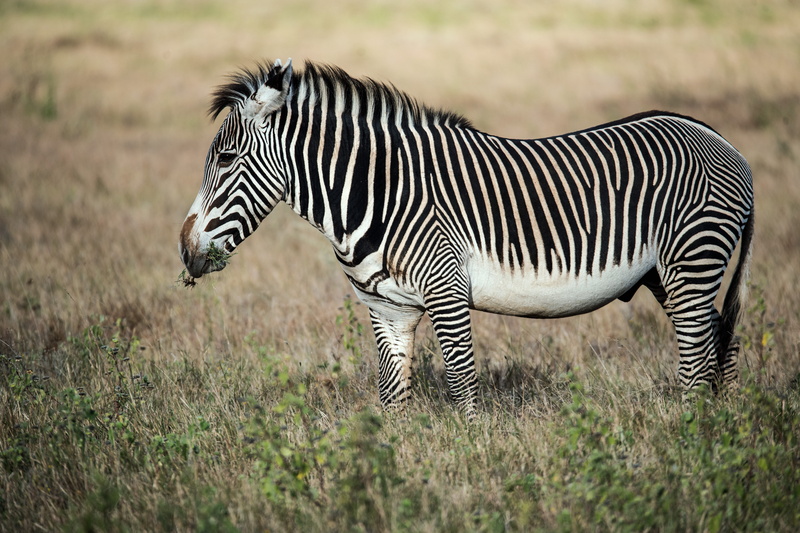 one animal, 5K, lewa wildlife conservancy, sunlight, stripes, wildlife, outdoors, isiolo, full length, eat, day, vertebrate, land, safari, black and white