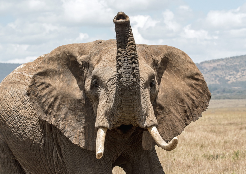 lewa conservancy, inquisitve, africa, kenya, safari, bokeh, wildlife, trunk, herbivorous, smelling, endangered Species, sunlight, plain, field, african Elephant