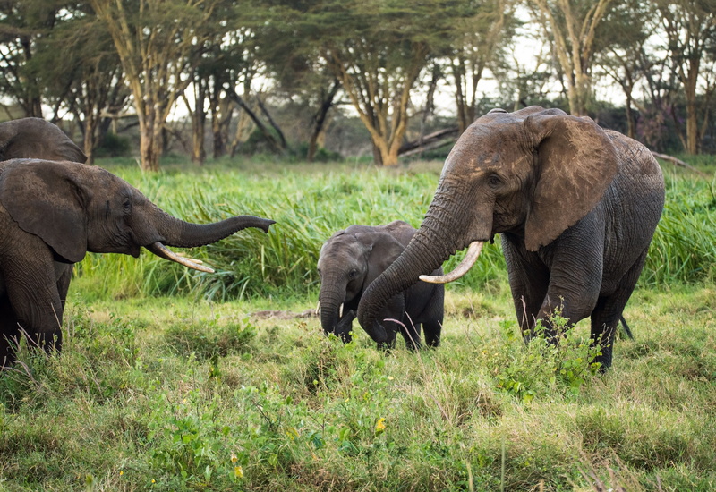 forest, african Elephant, outdoors, grass, family, wilderness Area, field, child, herbivorous, elephant, tanzania, mammal, walking, lewa conservancy, animal