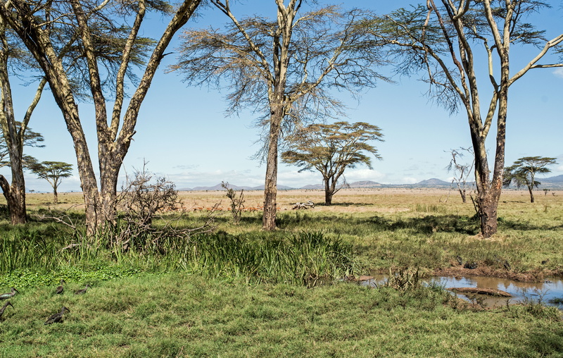 green color, trunk, water, growth, kenya, marsh, tree trunk, outdoors, beige, blue, nature, daytime, environment, swamp, outdoor, 5K, isiolo, grass, flora