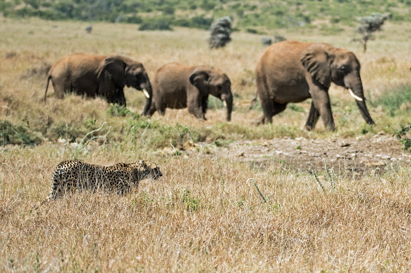 elephants, group of animals, african, landscape, mammal, animals hunting, nature, safari, animal wildlife, warning sign, outdoors, no people, 2K, tourism