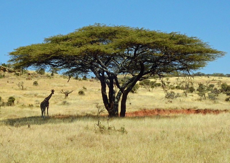 grass, savanna, day, side view, landscape, outdoors, vertebrate, flora, bush, nature, semi-arid, herbivorous, giraffe, animals in the wild, plant, tree