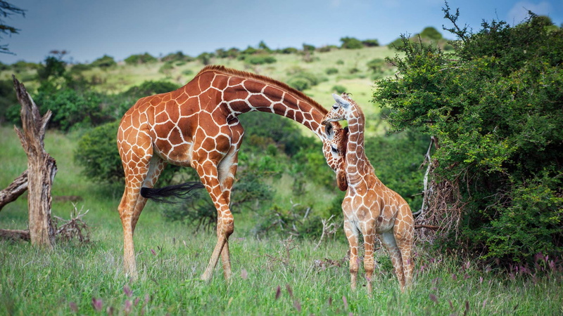1080P, Kenya, Conservancy, family, giraffe, Africa, LEWA Wildlife