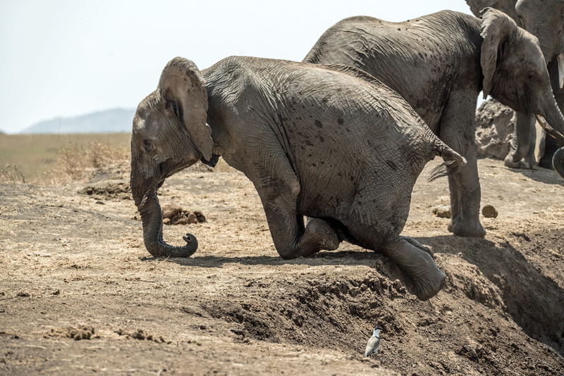animal themes, climb, no people, sunlight, grey, environment, mammal, animals in the wild, mountain, wild, african elephant, mud, lewa, nature, 5K, kenya