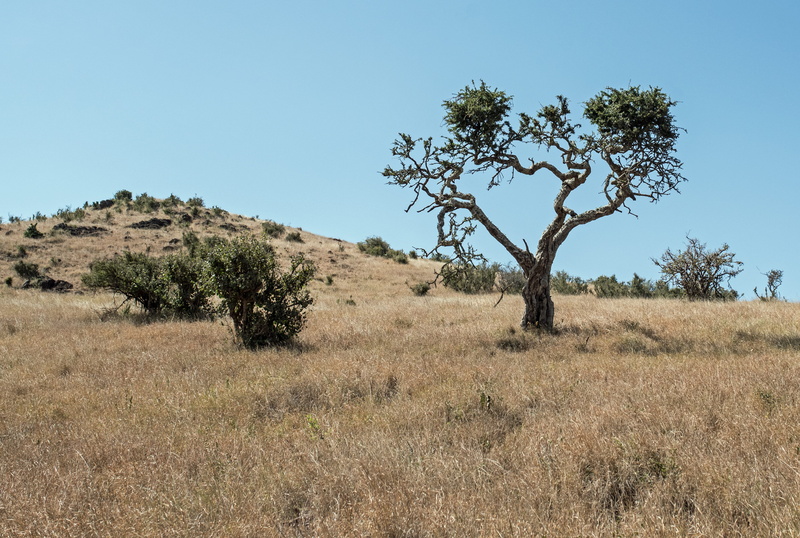 flora, land, scenics - nature, clear sky, desert, isiolo, plant, soil, tree, field, nature, non-urban scene, grassland, kenya, brown, tranquil scene, blue