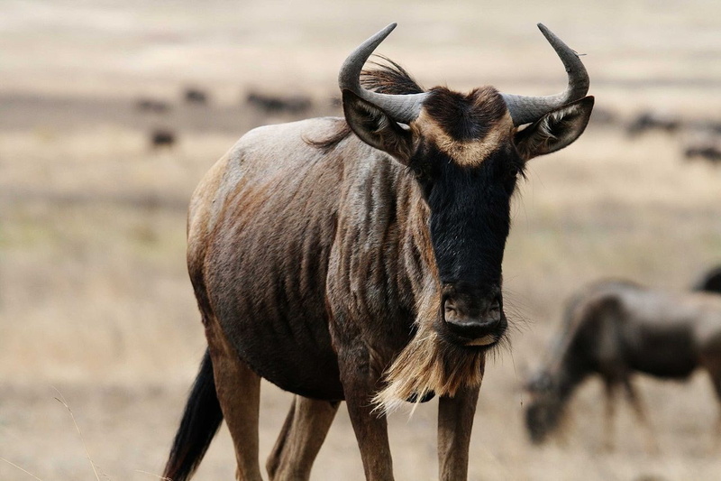 720P, wildebeest