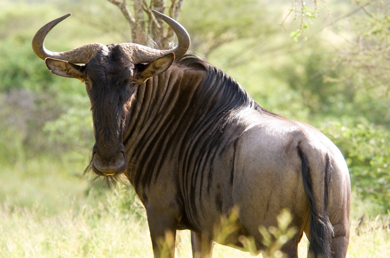 land, standing, nature, mammal, focus on foreground, animal wildlife, horned, vertebrate, blue wildebeest, day, grass, one animal, no people, animals in the wild