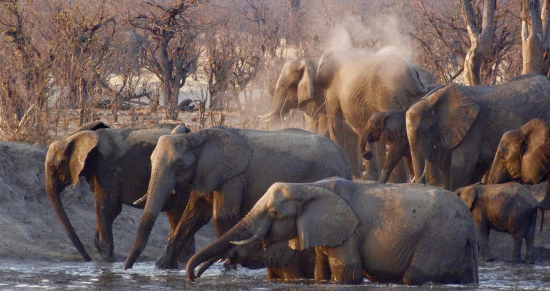 Wildlife, drinking, walking, 4K, herd, animal themes, Elephants, grey, body, group of animals, animal, herbivorous, Nature, animal wildlife, no people