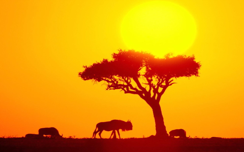 alhana, 1080P, africa, ingo, wildebeest, 1ellen1, herd, adi1989, nature and landscapes