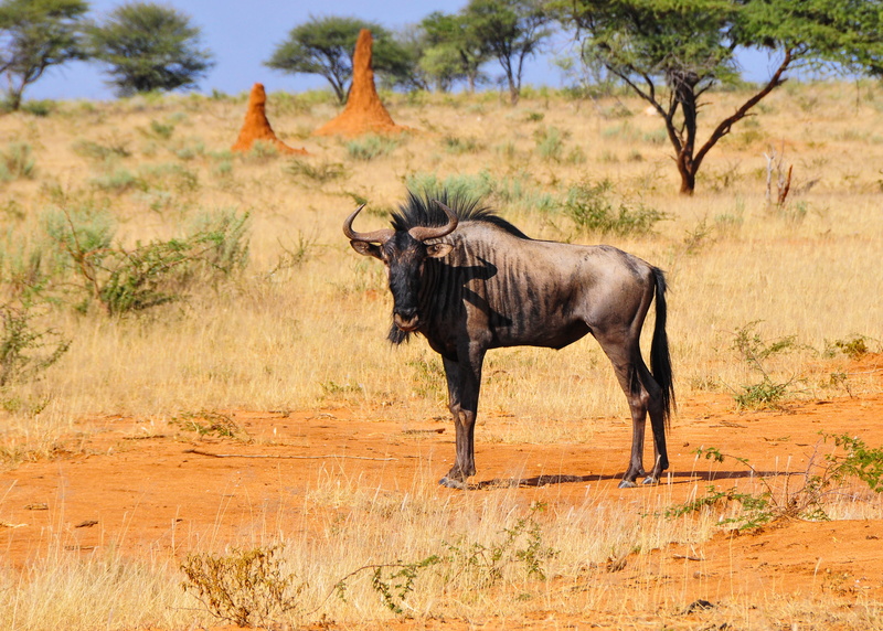herbivorous, animals in the wild, tree, plant, grass, semi-arid, landscape, nature, wildlife, desert, wildebeest, animal wildlife, animal, bush, 2K, horns