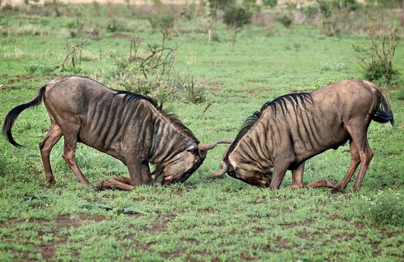 animal, no people, field, antelope, Wildlife, mammal, grass, animals in the wild, animal wildlife, group of animals, nature, fighting, 1080P, plant, animal themes