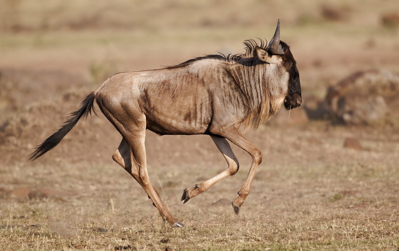 Wildebeest, 1080P, Animal