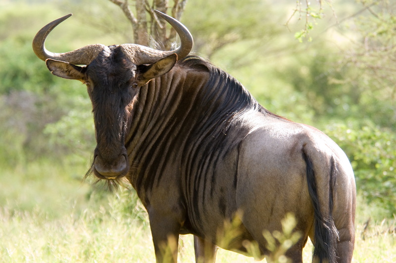 Animal, 2K, Blue Wildebeest
