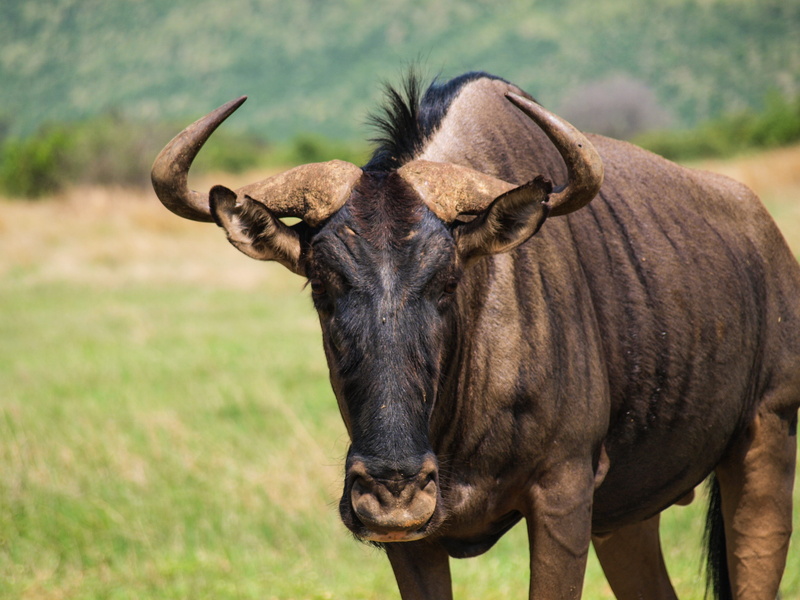 herbivorous, day, nature, animal wildlife, animal head, mammal, africa, one animal, plant, field, domestic animals, antelope, standing, outdoors, no people