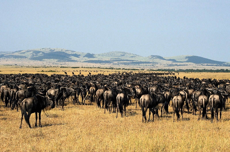 group of animals, environment, sky, large group of animals, mammal, domestic animals, nature, grass, vertebrate, animals in the wild, herbivorous, day