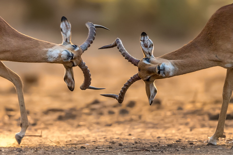 wildebeest, horns, antelope, 1080P, Africa, battle