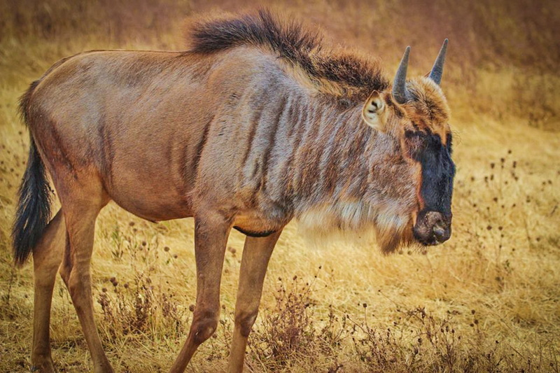 field, herbivorous, nature serengeti, Wildebeest, safari, animal head, outdoors, semi-arid, side view, one animal, brown, animal, no people, mammal, serengeti