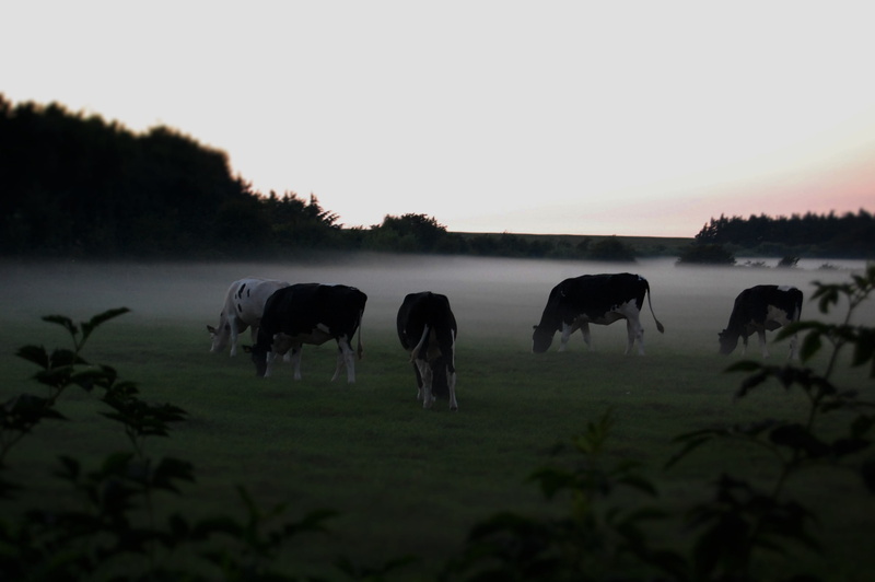 vertebrate, Weather, grass, field, land, pets, eat, mammal, In The Fog, no people, Cows, livestock, tree, agriculture, Graze, domestic animals, sunset