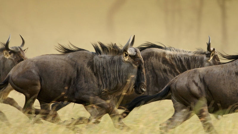 Wildlife, Wildebeest, 1080P, Animal