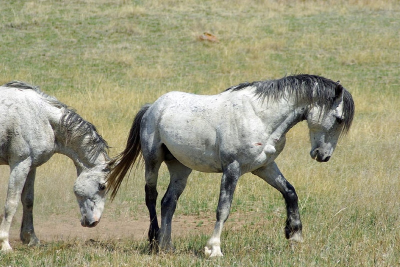 livestock, land, 1080P, panorama, no people, nature, wildlife, landscape, gray horse, outdoors, wildebeest, domestic, animal wildlife, two, domestic animals
