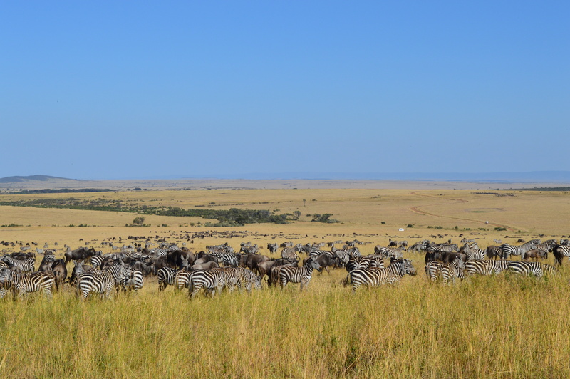 zebra, striped, plain, group Of Animals, travel, grassland masai mara, grass, outdoors, pack, africa, prairie, animal themes, safari Animals, national