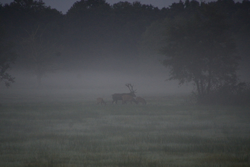 land, domestic animals, wildebeest, foggy, environment, animal, landscape, duvenstedter brook, herbivorous, nature, autumn, vertebrate, tranquility, tree