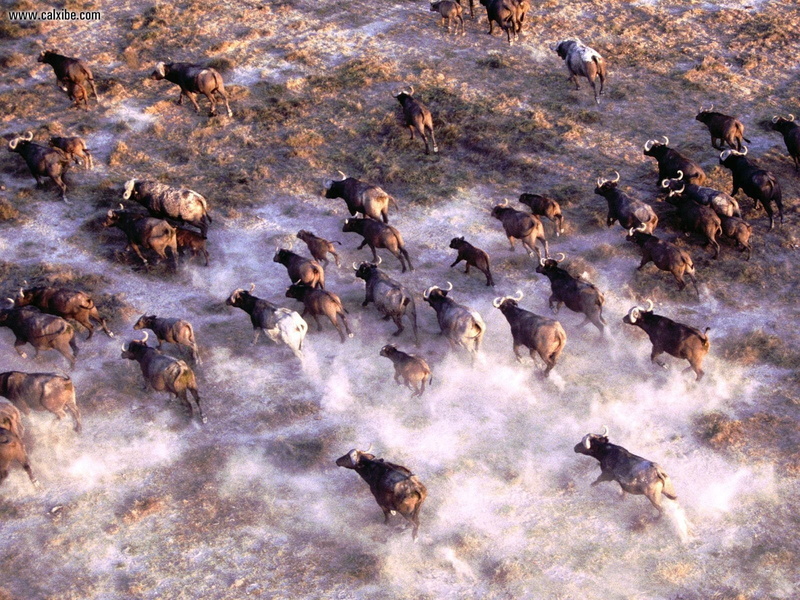 no people, animals in the wild, large group of animals, group of animals, animal wildlife, 720P, animal migration, vertebrate, herbivorous, mammal, African Buffalo
