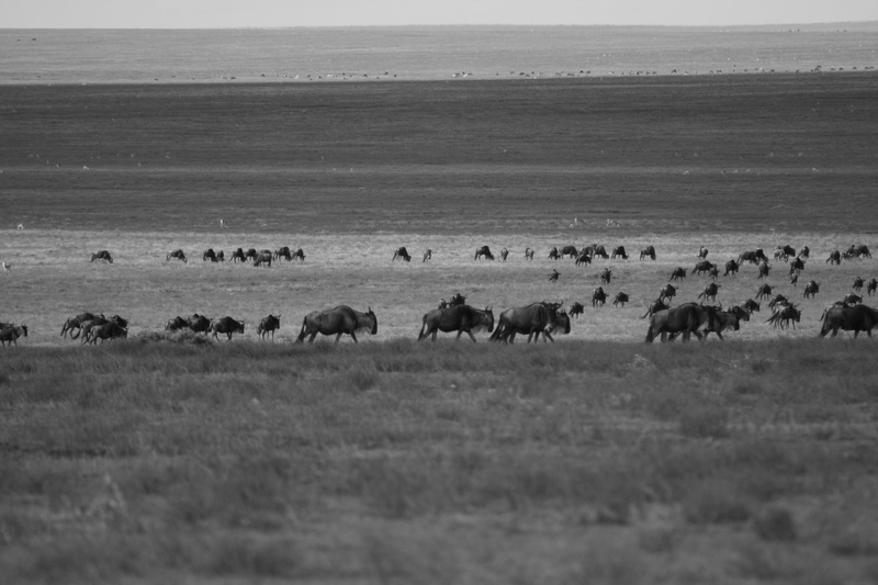 landscape, animals in the wild, employees, africa, large group of animals, group of animals, outdoors, vacation, nature, beauty in nature, travel, animal themes