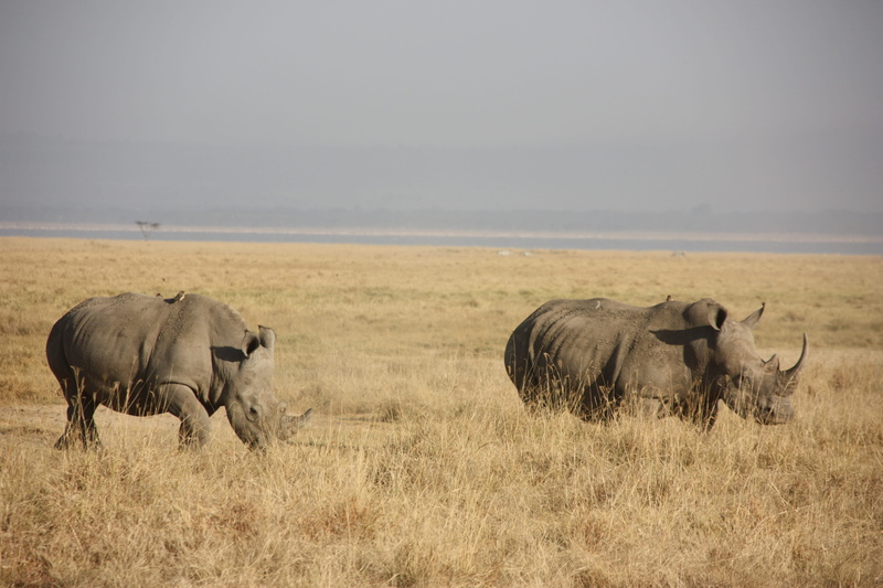animal wildlife, herd, group of animals, no people, Kenya, nature, day, Animal, animals in the wild, grass, herbivorous, prairie, wildebeest, vertebrate