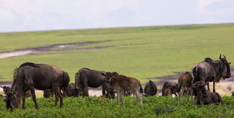 nature, animals in the wild, tanzania, semi-arid, plant, safari, landscape, ngorongoro, animal themes, travel, wildlife, volcanic crater, africa, outdoors