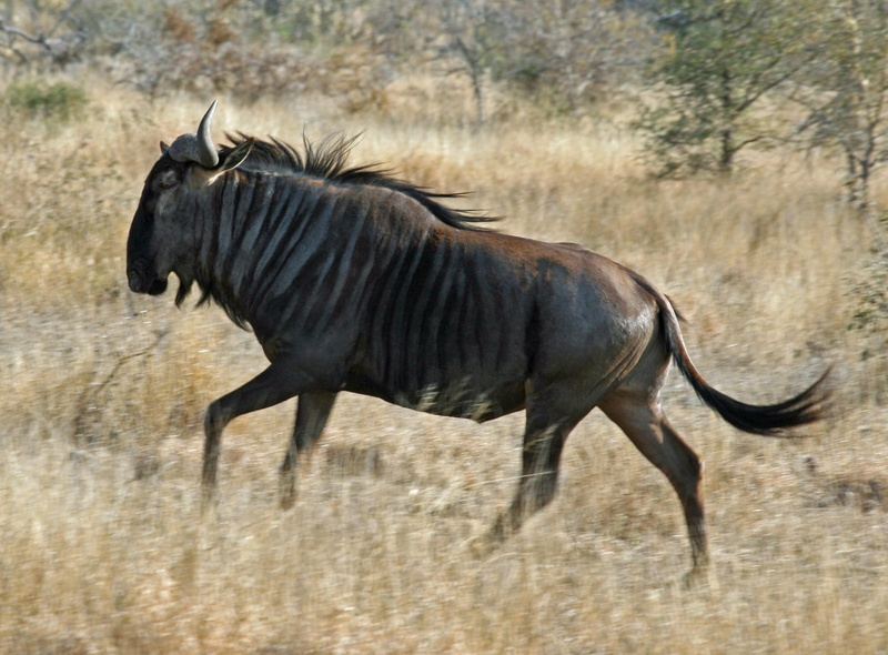 animal themes, profile view, day, dust, vertebrate, arid climate, climate, mammal, full length, no people, running, animal, side view, motion, wildebeest
