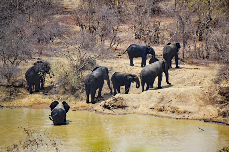 mammal, wild animals, herd, river, african elephant, 4K, wilderness, tree, nature, day, wildebeest, animal wildlife, walking safari, group of animals